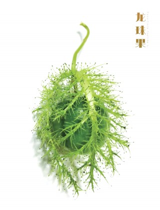 足球果实(果实像足球的植物)