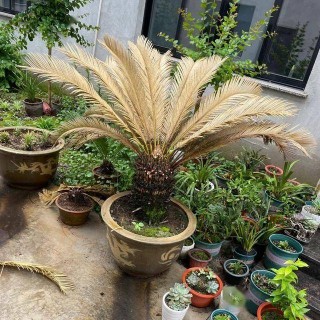 足球铁树(铁树的球茎都埋在土里吗)