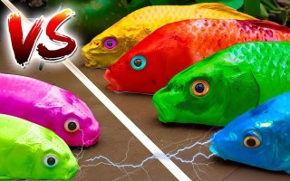 鲶鱼vs(鲶鱼VS黑鱼)