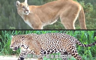 美洲狮VS蓝(美洲狮vs狮子)