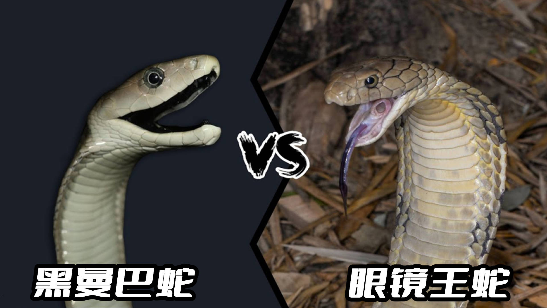 毒蛇vs喧嚣(毒蛇与毒蛇大战)  第1张