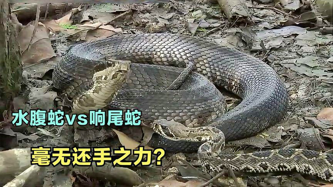毒蛇vs德克萨斯(毒蛇vs德克萨斯视频)  第2张