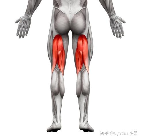 足球如何锻炼腿部肌肉(足球如何锻炼腿部肌肉视频)  第2张